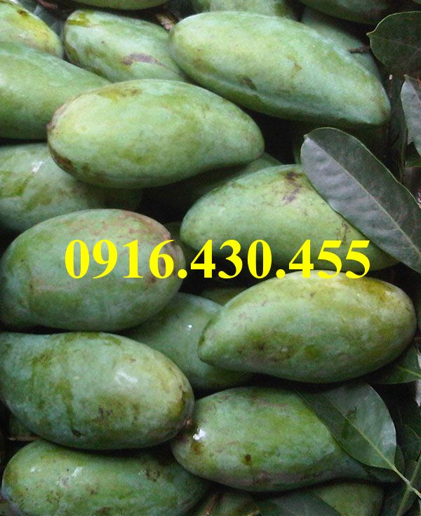 Cây giống xoài thái